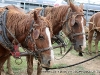 One of the Chuckwagon\'s team of horses