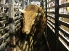 A bull comes down the chute as the Lonestar Rodeo Company cowboys get ready for the bull riding