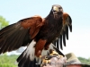 2012_spring_fling-043