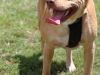 2013_doggie_palooza-007
