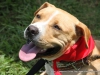 2013_doggie_palooza-015