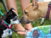 2013_doggie_palooza-033