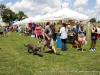 2013_doggie_palooza-036