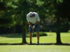 2013-mayors-golf-classic-59