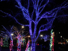 Christmas on the Cumberland