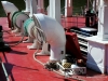 American Queen Steamboat docks in Clarksville