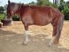 Malnourished Horse found June 3rd, 2012. (Photo by CPD-Officer Bryden)