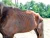Malnourished Horse found June 3rd, 2012. (Photo by CPD-Officer Bryden)