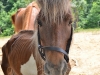 Malnourished Horse found June 3rd, 2012. (Photo by CPD-Officer Bryden)