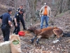 Clarksville Police arrest the horse\'s owner for Animal Cruelty after it had to be put down.