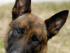 K9 Vader