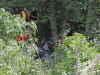 Clarksville Police work a single car accident with fatality on Ashland City Road.