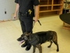 Clarksville Police Service dog with his K-9 armor on. (Photo by CPD-Jim Knoll)