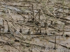 Muddy corn field at Cross Creeks