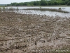 Muddy corn field at Cross Creeks