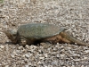 A snapping turtle crossing the road between to flooded fields