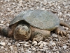 A snapping turtle crossing the road between to flooded fields