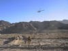 Currahees with 1st Platoon, 1st Battalion, 506th Infantry Regiment "Red Currahee," 4th Brigade Combat Team, 101st Airborne Division (Air Assault), cross an open field after a joint patrol with Afghan National Army soldiers with 6th Khandak, 1st Brigade, 203rd Corps, from the mountains around Combat Outpost Wilderness, Afghanistan, Oct. 21, 2013. (U.S. Army photo by Staff Sgt. Todd A. Christopherson, 4th Brigade Combat Team Public Affairs)