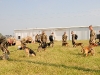 Dog Handlers with 2nd Brigade Combat Team, 101st Airborne Division (Air Assault), rest their Tactical Explosive Detection Dogs after landing at Fort Campbell Army Airfield, Fort Campbell, KY, August 24th. This is the first of two flights returning Combined Task force Strike dog handling Soldiers from Afghanistan to Fort Campbell. (U.S. Army Photo By Spc. Shawn Denham, PAO, 2nd BCT, 101st Abn. Div.)