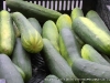 Cucumbers