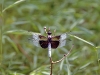 Widow Skimmer