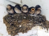 Barn Swallows, young about to leave the nest. 