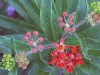 Butterfly Weed