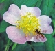 Prairie Rose