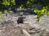 Seasonal Interpretive Ranger Michael Fulbright setting a trap for turtles.