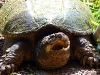 Snapping Turtle from trap