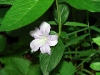 flowers-wild-petunia1