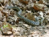 garter-snake-photo-by-ruthann-cashner1