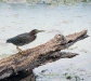 green-heron-by-r-cashner1