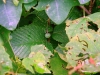 Clematis Fruit             