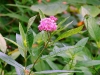 Swamp Milkweed