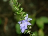 Tall Bellflower