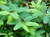 Wild Sensitive Plant