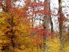 Glorious fall colors on Sweetgum Beech Trees