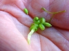 A triggered Jewelweed seed pod and seeds