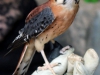 Dunbar Cave State Park Birds of Prey Program