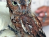 Dunbar Cave State Park Birds of Prey Program