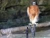 Dunbar Cave State Park Birds of Prey Program