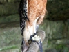 Dunbar Cave State Park Birds of Prey Program