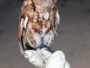 Dunbar Cave State Park Birds of Prey Program