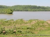 A view of Cross Creeks National Wildlife Refuge from the Refuge Headquarters showing the flooding in the area.