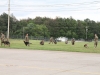 Dog handlers and their dogs assigned to 3rd Brigade Combat Team 