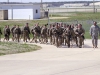 Soldiers with the 551st Military Police Company “Hooligans,” 716th Military Police Battalion, 101st Sustainment Brigade “Lifeliners,” 101st Airborne Division (Air Assault), march to see their families and friends during a welcome home ceremony April, 10 at Fort Campbell, Ky. (U.S. Army photo by Sgt. Leejay Lockhart, 101st Sustainment Brigade Public Affairs)