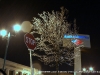 Ice covered Signs and trees downtown