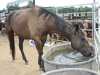 Kiwanis Rodeo 2008