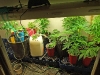 Marijuana plants found growing at a residence on King Road. (Photo by Agent Steve Hamilton-CPD)